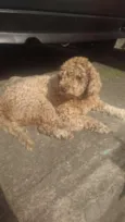 Mel