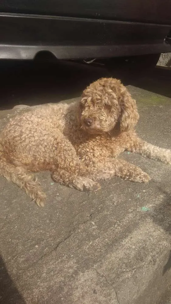 Cachorro ra a Poodle  idade 6 ou mais anos nome Mel