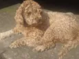 Mel