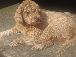 Cachorro raça Poodle  idade 6 ou mais anos nome Mel