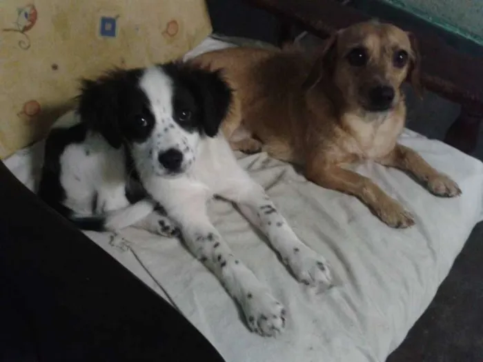 Cachorro ra a Misto idade 2 anos nome Thor