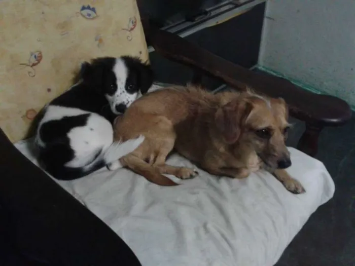 Cachorro ra a Misto idade 2 anos nome Thor