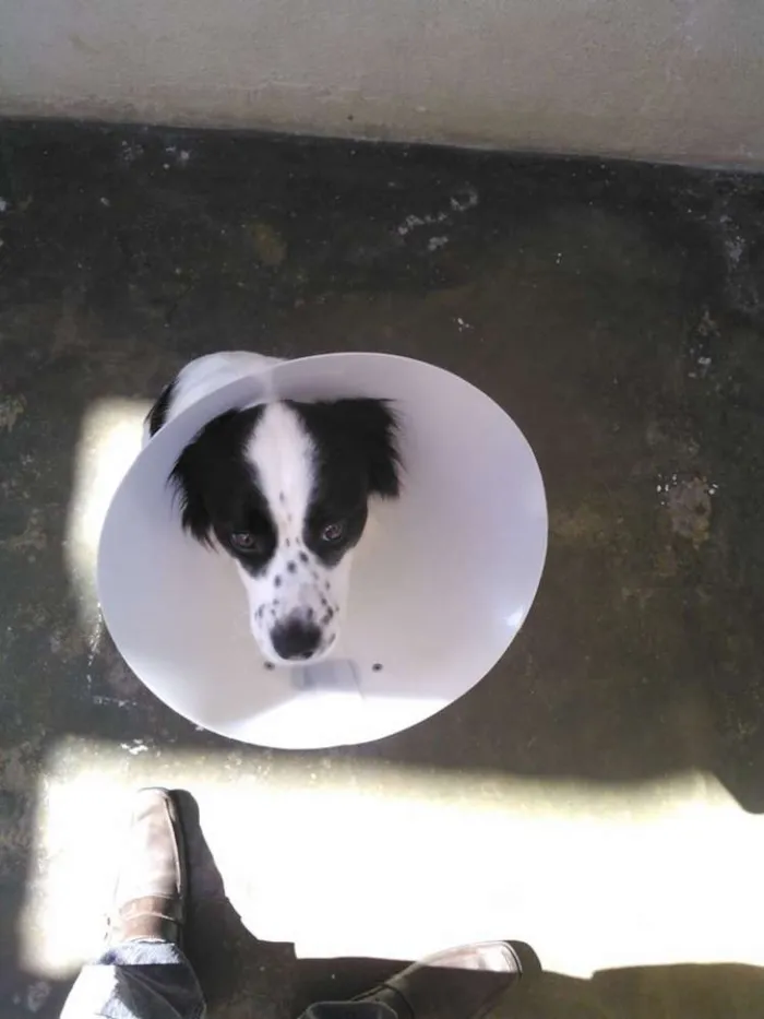Cachorro ra a Misto idade 2 anos nome Thor