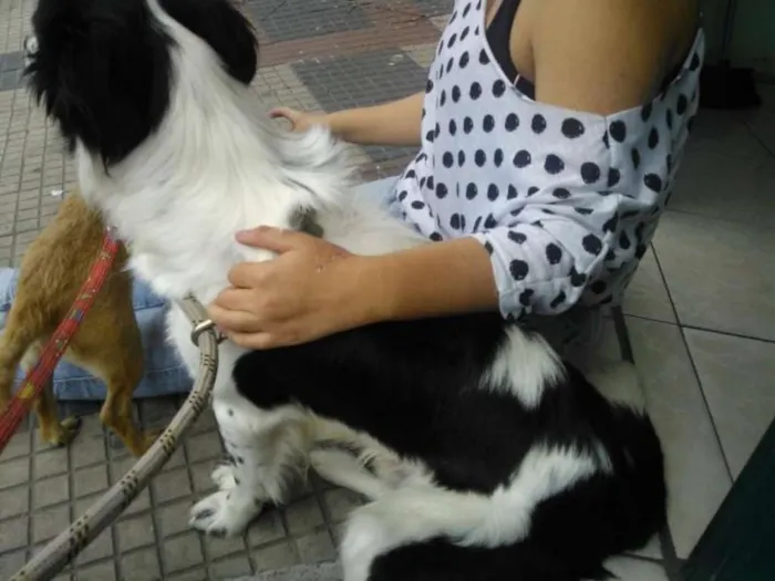 Cachorro ra a Misto idade 2 anos nome Thor