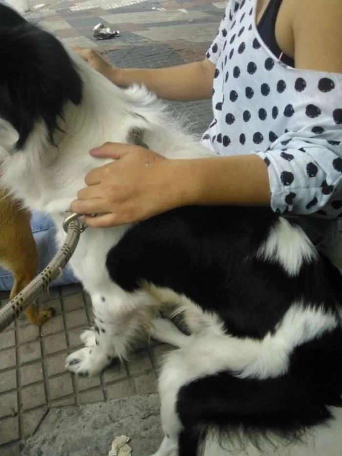 Cachorro ra a Misto idade 2 anos nome Thor