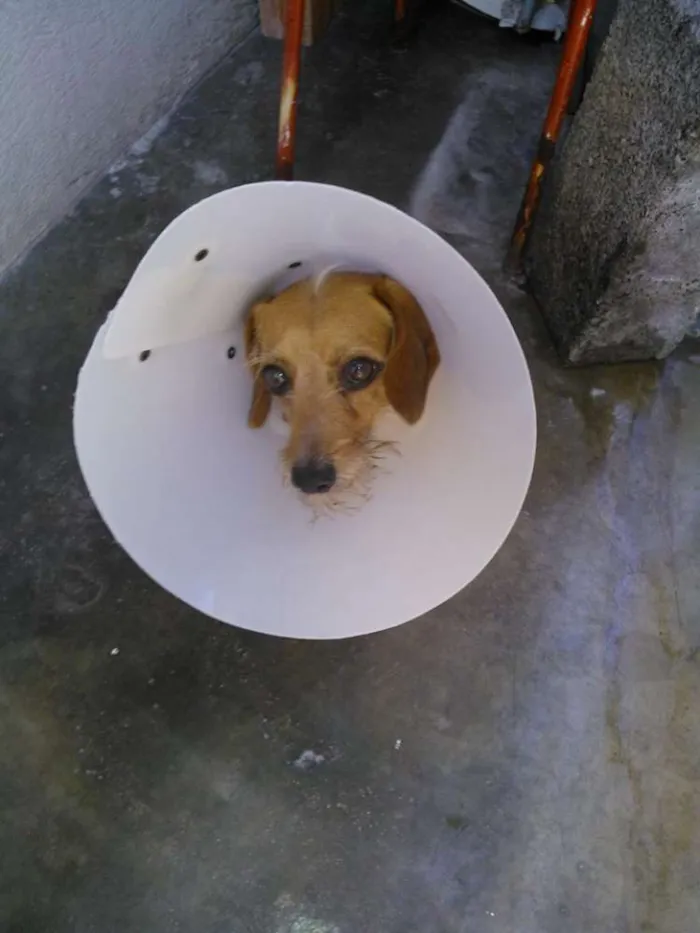 Cachorro ra a SRD idade 6 ou mais anos nome Chiquinho