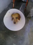 Chiquinho