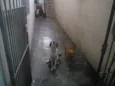 Chiquinho