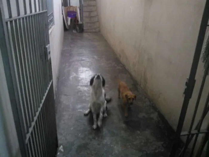 Cachorro ra a SRD idade 6 ou mais anos nome Chiquinho
