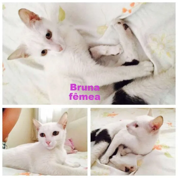 Gato ra a vira-lata idade 7 a 11 meses nome Lua e Bruna