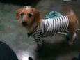 Chiquinho