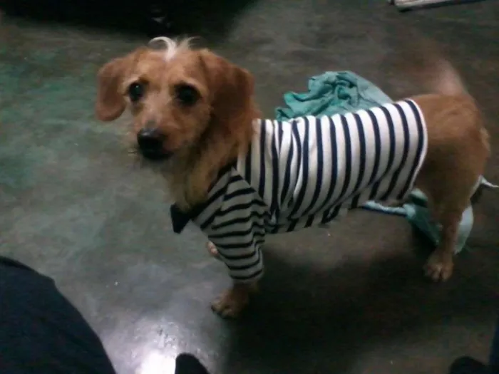 Cachorro ra a SRD idade 6 ou mais anos nome Chiquinho