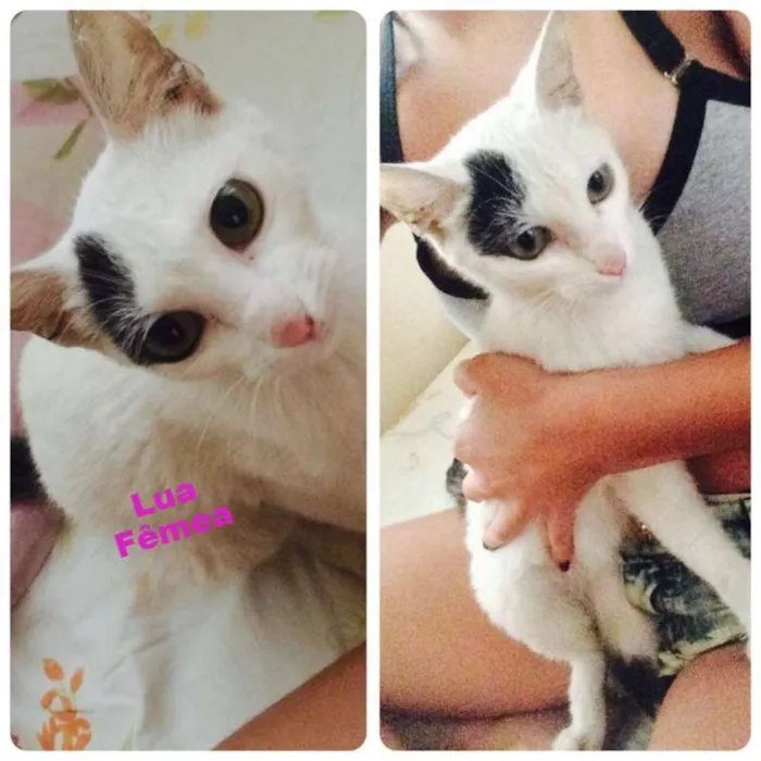 Gato ra a vira-lata idade 7 a 11 meses nome Lua e Bruna