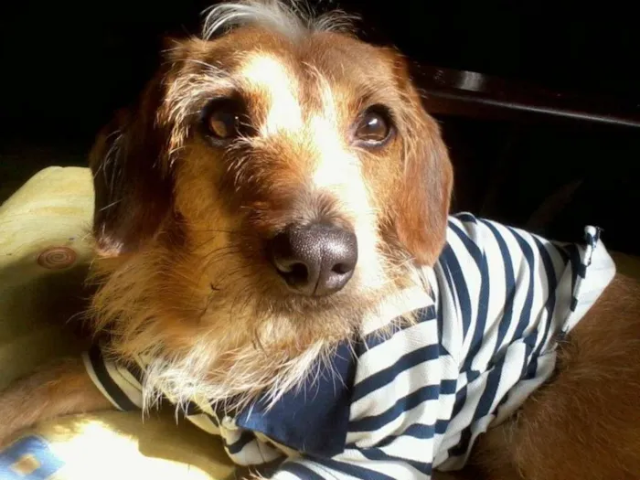 Cachorro ra a SRD idade 6 ou mais anos nome Chiquinho