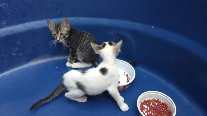 Gato raça Gatos idade 2 a 6 meses nome Varios