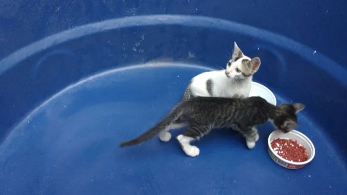 Gato raça Gatos idade 2 a 6 meses nome Varios