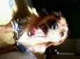 Chiquinho