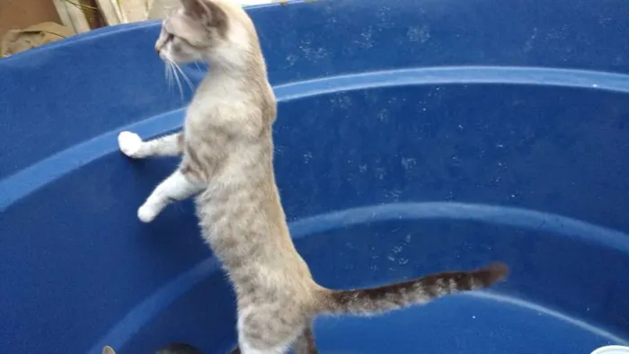 Gato raça Gatos idade 2 a 6 meses nome Varios