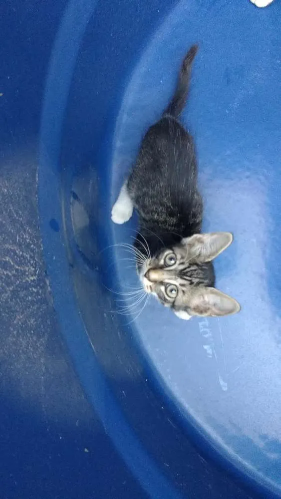 Gato raça Gatos idade 2 a 6 meses nome Varios