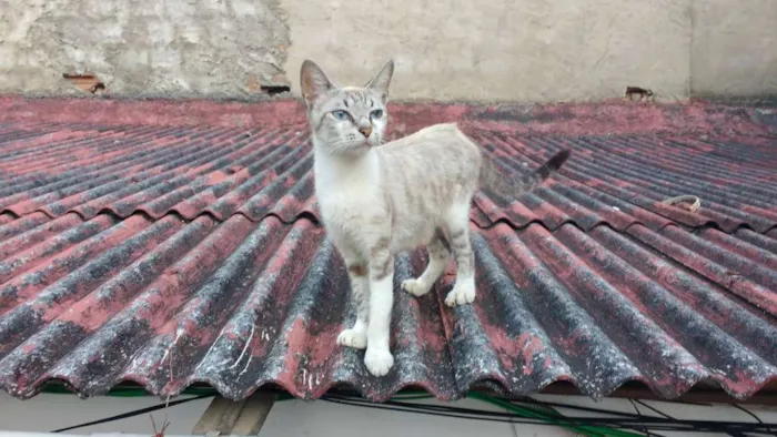 Gato raça Gatos idade 2 a 6 meses nome Varios