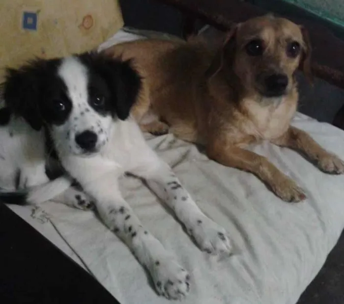 Cachorro ra a Misto idade 2 anos nome Thor