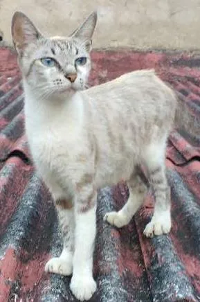 Gato raça Gatos idade 2 a 6 meses nome Varios