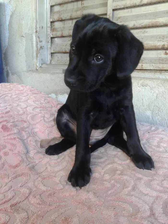Cachorro ra a Mestiço Labrador idade 2 a 6 meses nome Sem Nome Ainda