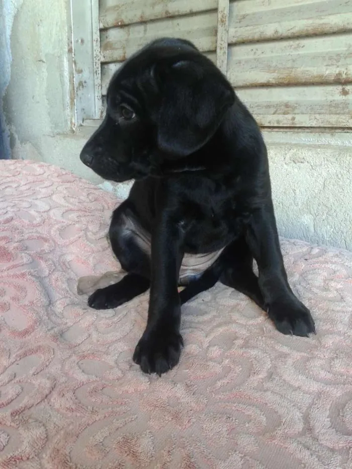 Cachorro ra a Mestiço Labrador idade 2 a 6 meses nome Sem Nome Ainda