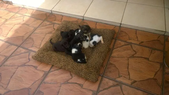 Cachorro ra a sem raça idade Abaixo de 2 meses nome 8 filhotinhos 4M e 4F