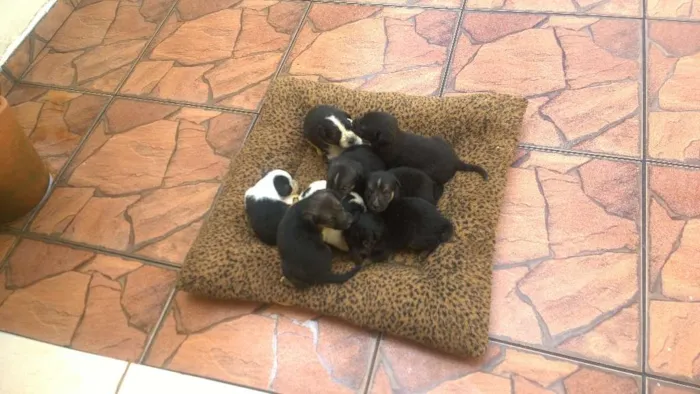 Cachorro ra a sem raça idade Abaixo de 2 meses nome 8 filhotinhos 4M e 4F