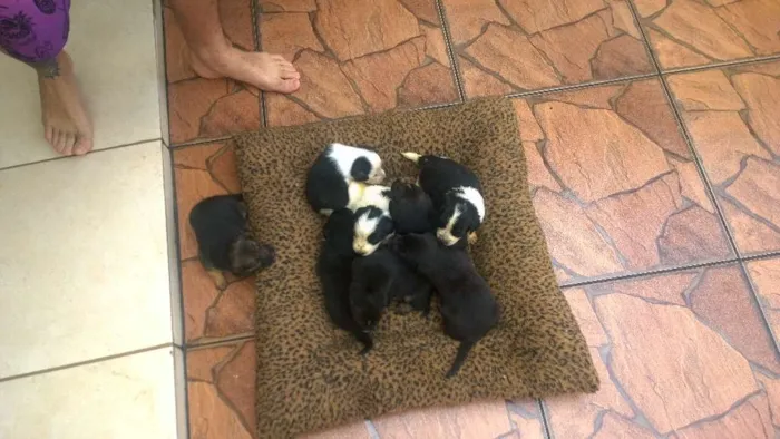 Cachorro ra a sem raça idade Abaixo de 2 meses nome 8 filhotinhos 4M e 4F