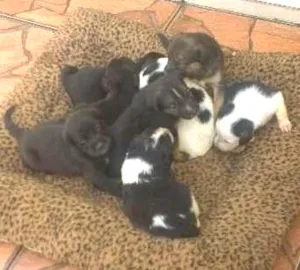 Cachorro raça sem raça idade Abaixo de 2 meses nome 8 filhotinhos 4M e 4F