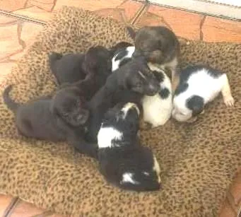 Cachorro ra a sem raça idade Abaixo de 2 meses nome 8 filhotinhos 4M e 4F