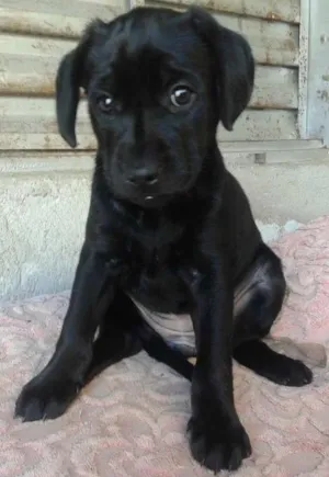 Cachorro raça Mestiço Labrador idade 2 a 6 meses nome Sem Nome Ainda