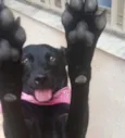 Pretinha