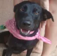 Pretinha