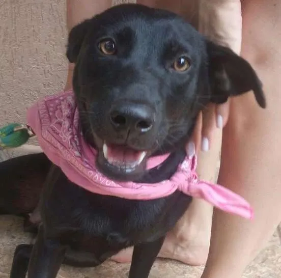 Cachorro ra a SRD idade 1 ano nome Pretinha