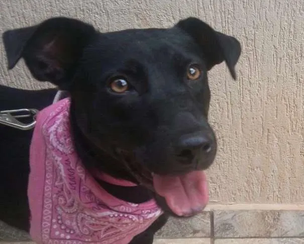 Cachorro ra a SRD idade 1 ano nome Pretinha