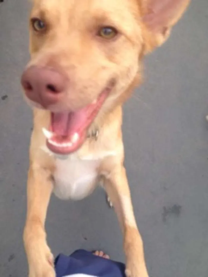 Cachorro ra a SRD idade 7 a 11 meses nome Johny