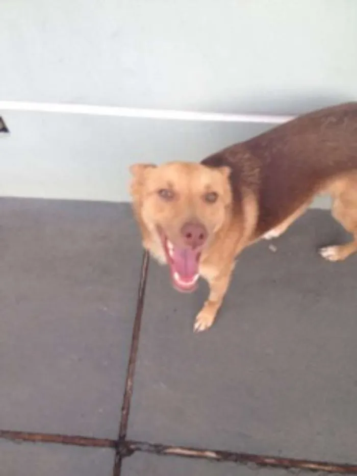 Cachorro ra a SRD idade 7 a 11 meses nome Johny