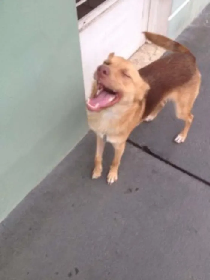Cachorro ra a SRD idade 7 a 11 meses nome Johny