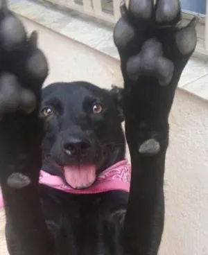 Cachorro raça SRD idade 1 ano nome Pretinha
