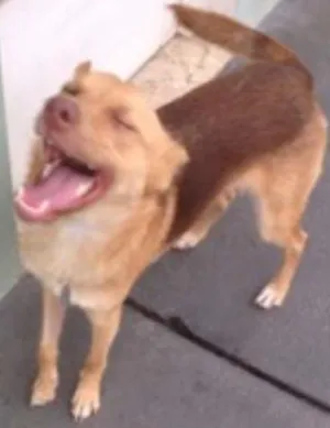 Cachorro raça SRD idade 7 a 11 meses nome Johny