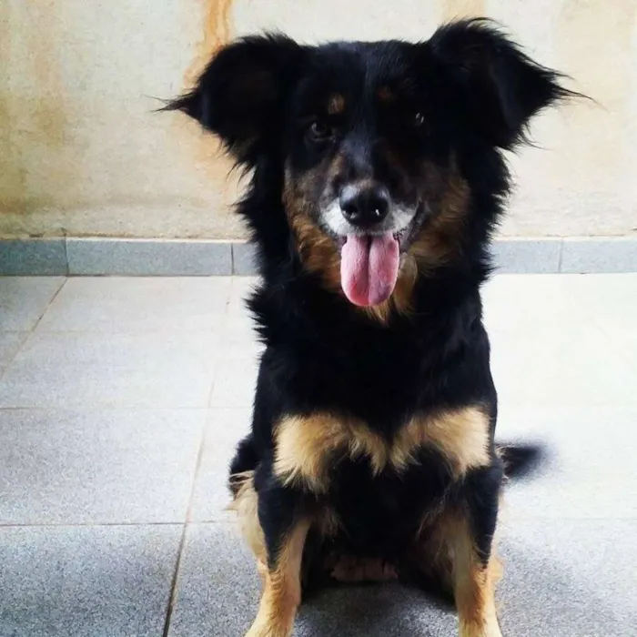 Cachorro raça Indefinida idade 4 anos nome Kira