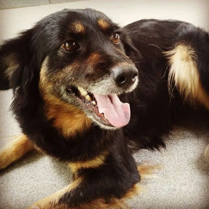 Cachorro raça Indefinida idade 4 anos nome Kira