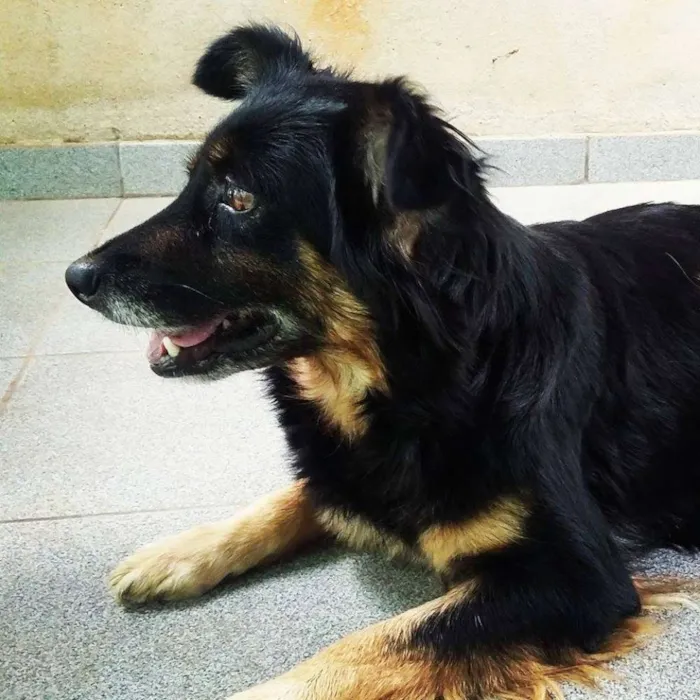 Cachorro raça Indefinida idade 4 anos nome Kira