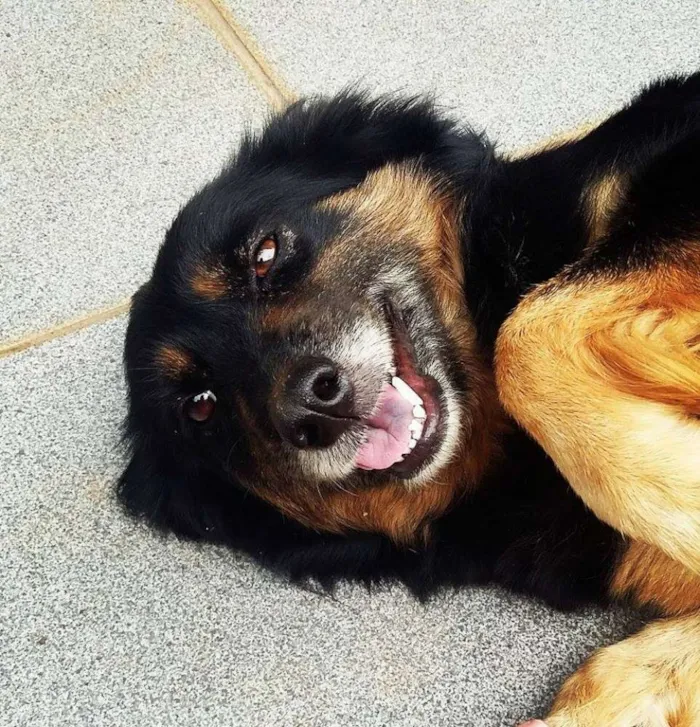 Cachorro raça Indefinida idade 4 anos nome Kira