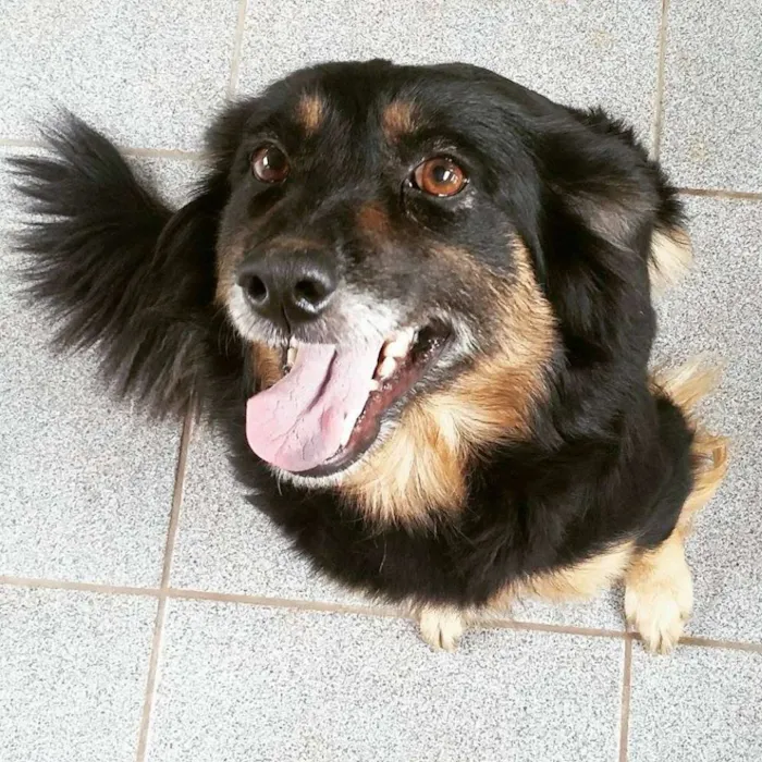 Cachorro raça Indefinida idade 4 anos nome Kira