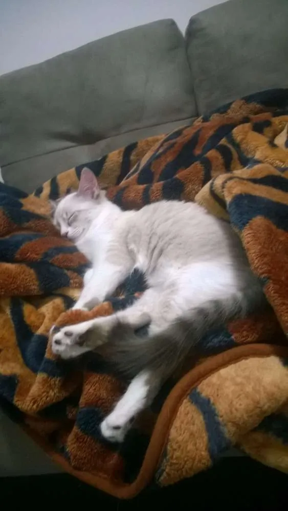 Gato ra a Vira Lata idade 2 a 6 meses nome Charlotte