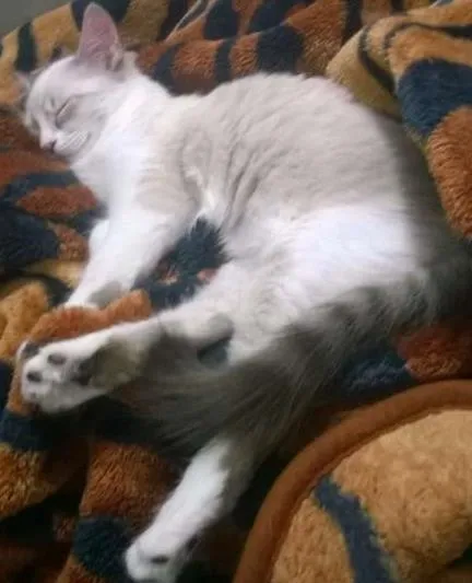Gato ra a Vira Lata idade 2 a 6 meses nome Charlotte